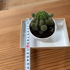 サボテン4の画像