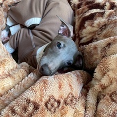 イタリアングレーハウンド(０歳)