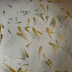 （10匹セット）金塊　メダカ 　発送🉑の画像