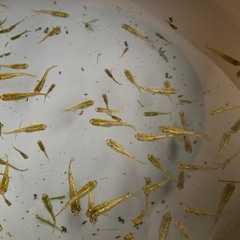 （10匹セット）金塊　メダカ 　発送🉑の画像