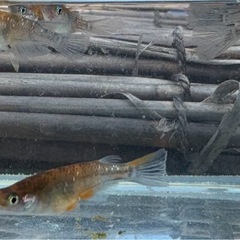メダカヒレ伸び　孔雀明王10匹+αの画像