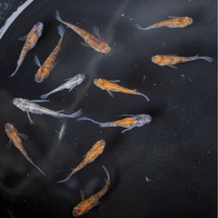 メダカヒレ伸び　孔雀明王10匹+αの画像