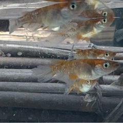 メダカヒレ伸び　孔雀明王10匹+αの画像
