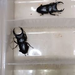 オオクワガタ新成虫5ペア(未使用)の画像