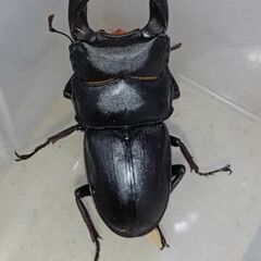 オオクワガタ新成虫5ペア(未使用)の画像
