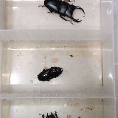 オオクワガタ新成虫5ペア(未使用)の画像