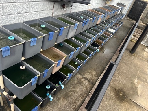 メダカ　容器　引退　メダカすくい　スーパーボール掬い一式