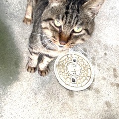キジトラ　オス　野良猫　だれか家族に迎えてくれませんか。