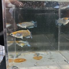 レッドクリフ（ダークタイプ、若魚１０匹）の画像