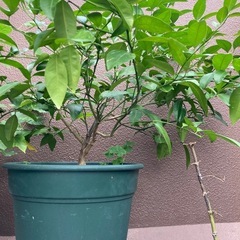 ゆずの苗木の画像