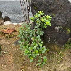 庭石　植木の画像