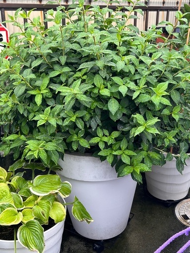 大型植木鉢付きラグランジア