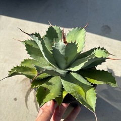 アガベポタトラムの画像
