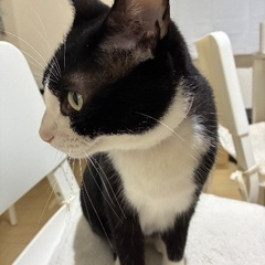 可愛い甘えん坊のハチワレ君です。