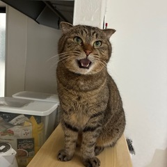 人見知りゼロ！初対面でもゴロゴロ甘えるキジトラくん