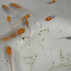 数量限定セール‼️めだか1匹100円
の画像