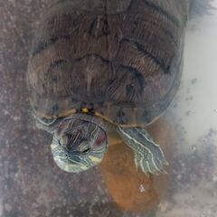 ミドリガメ里親募集