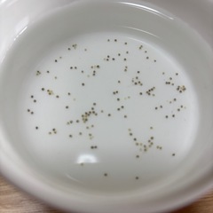 改良メダカのたまごの画像