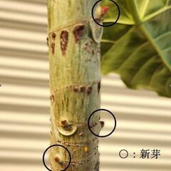 観葉植物 ウンベラータの画像