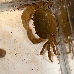 サワガニベビーの画像