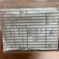 【成虫】スマトラオオヒラタ 95mm の画像