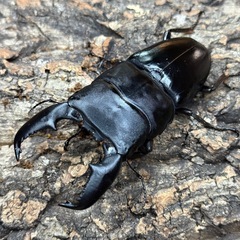 【成虫】スマトラオオヒラタ 96mmの画像