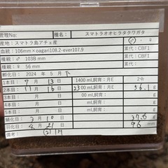 【成虫】スマトラオオヒラタ 96mmの画像