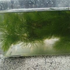 メダカの水草の画像