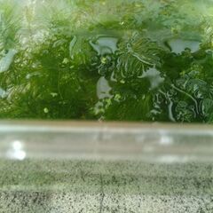 メダカの水草の画像