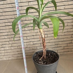 観葉植物　アガペアテナータ　アートストーンの鉢つきの画像