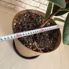 観葉植物　ゴムの木　アートストーンの鉢付きの画像