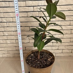 観葉植物　ゴムの木　アートストーンの鉢付きの画像