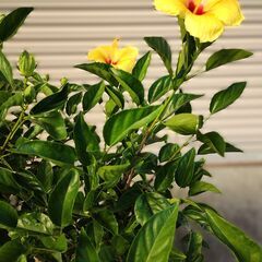 ハイビスカス(黄）の画像