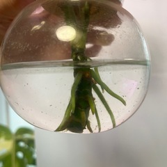 アグラオネマ　オースピシャスレッドの画像