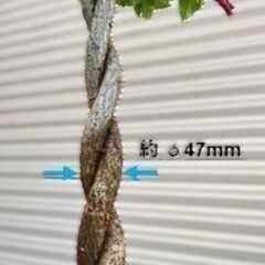 ハイビスカス(赤）の画像