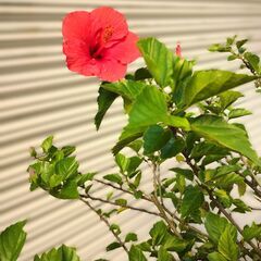 ハイビスカス(赤）の画像