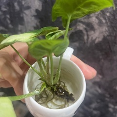 シンゴニウム　バタフライ　の画像