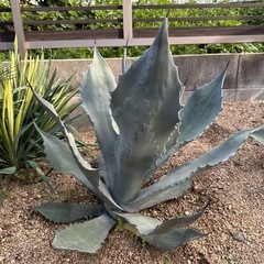 アガベサルミアナフェロックスの画像