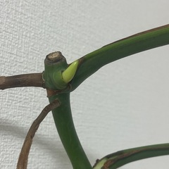 モンステラ　親株の画像