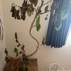 【無料】観葉植物　の画像