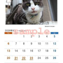 2026年のカレンダー（猫）の画像