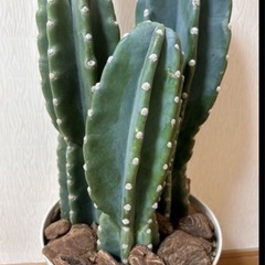 柱サボテン３本立て🌵の画像