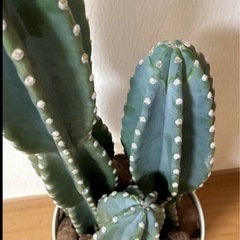 柱サボテン３本立て🌵の画像