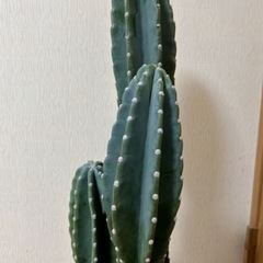 柱サボテン３本立て🌵の画像