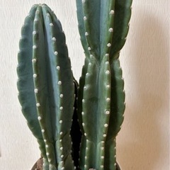 柱サボテン３本立て🌵の画像