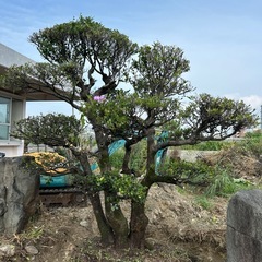 黒木　くるち　琉球黒檀　専用の画像