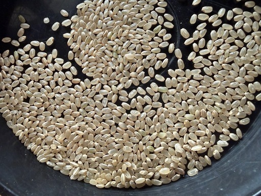 取引中    　古米（2024 令和6年産）　コシヒカリBL  玄米　50Kg 取引中 古米（2024 令和6年産） コシヒカリBL 玄米 50Kg