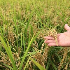令和7年　和歌山産　新米　もち米玄米30Kg　【モチミノリ】の画像
