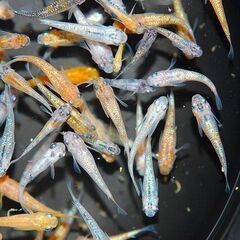 【限定5セット】高級メダカのMIXの画像