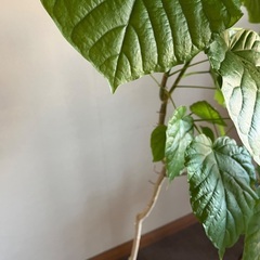 フィカス ウンベラータ 大の画像